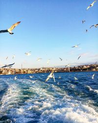 Seagulls flying over sea against sky