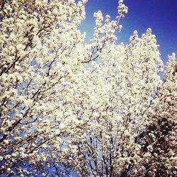 Low angle view of tree against blue sky