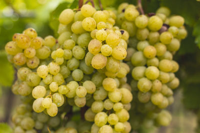 White grapes hanging from the vine in autumn vineyard .