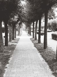 Footpath amidst trees in park