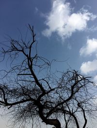 Low angle view of bare tree against sky