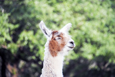 Close-up of llama against blurred plants