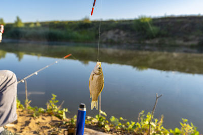 Crucian fish caught on bait by the lake, hanging on a hook on a fishing rod, in the background a man