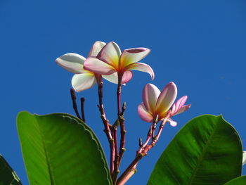 Close-up of blue flowering plant against clear sky