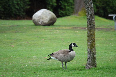 Bird on field