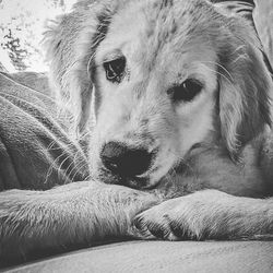 Close-up portrait of dog looking away