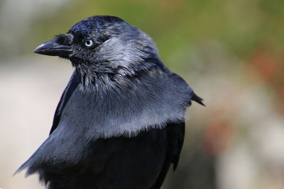 Close-up of young jackdaw looking away