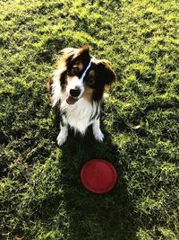 High angle view of dog sitting on field