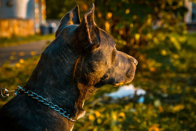 Close-up of dog looking away