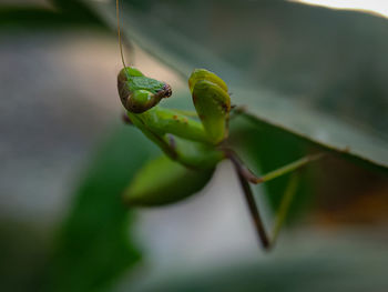 Close-up of insect on leaf