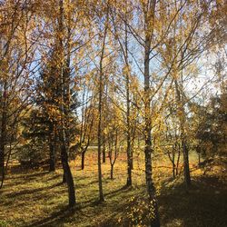 Trees on field during autumn