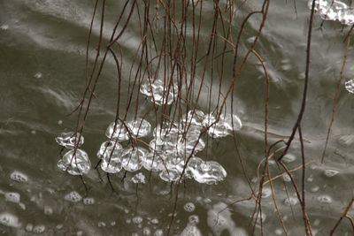 Close-up of frozen plants in lake