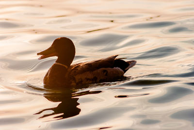 Duck swimming in a lake