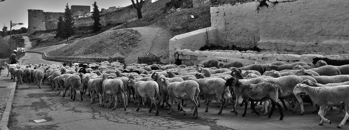 Flock of sheep walking on street