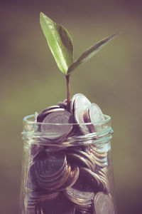 Close-up of plant and coins in jar