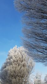 Low angle view of tree against blue sky