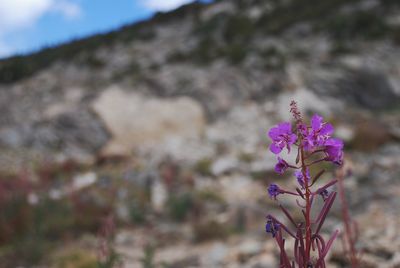 Close-up of purple flowers