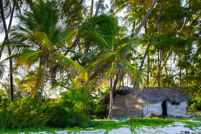 Palm trees on field