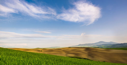 Scenic view of field against sky