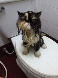 Close-up of cat in bathroom