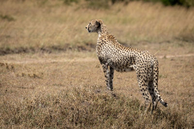 Cheetah standing on land in forest