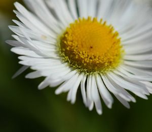 Close-up of white daisy flower
