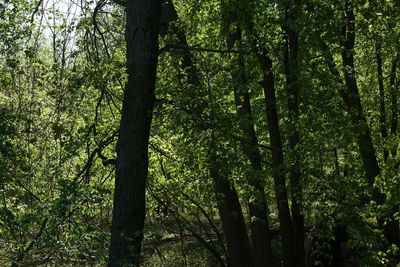 Low angle view of bamboo trees in forest