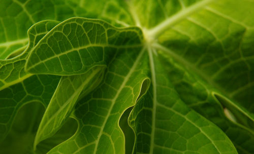 Full frame shot of green leaf