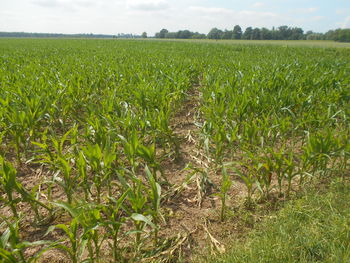 field