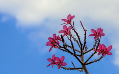 Pink flowers blooming against sky