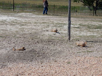 Birds on field