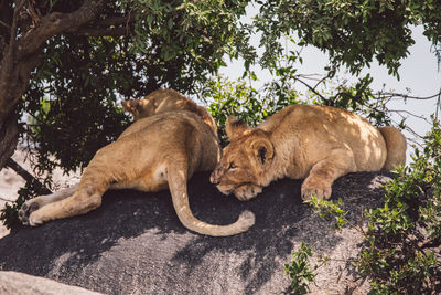 Two lion cubs sitting under a tree in the shadow