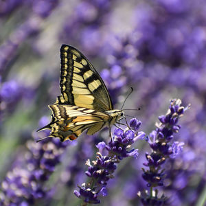 Butterfly on flower