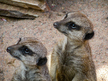 Close up of two meerkat standing and looking at the same direction. 