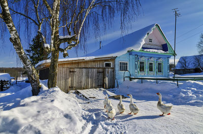 View of birds on snow covered buildings