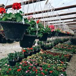 Potted plants in greenhouse