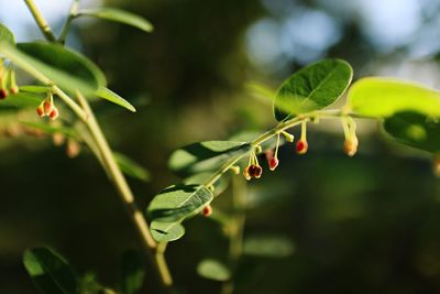 Close-up of berries on plant