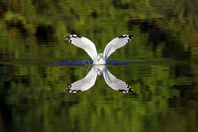 Ring billed gull swimming in lake