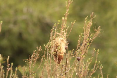 grass