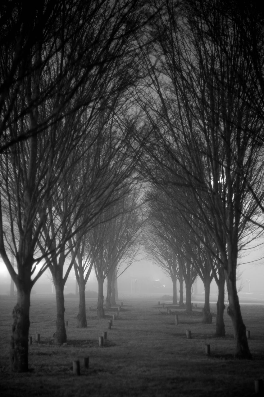 BARE TREES IN CEMETERY