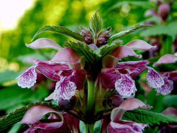 Close-up of flowering plant