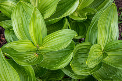 Corn lilies at mineral basin in snowbird ski and summer resort