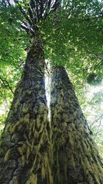 Low angle view of tree trunk in forest