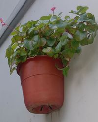 Close-up of potted plant in pot against wall