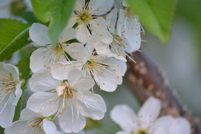 Close-up of fresh flowers on tree