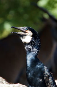 Close-up of bird perching outdoors