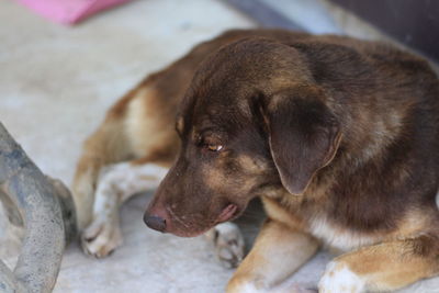 Close-up of dog resting