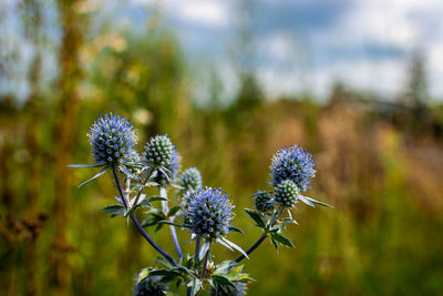 Close-up of purple flowering plant on field