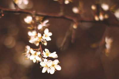 Close-up of flower tree
