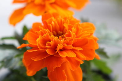 Close-up of marigold blooming outdoors